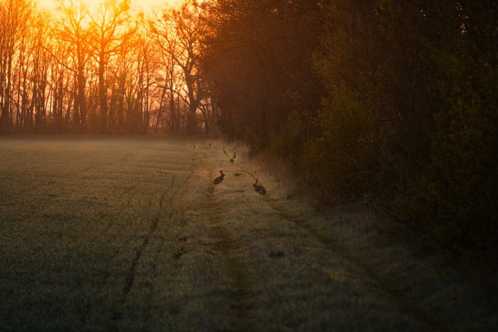 park, rabbits, sunset-7913450.jpg