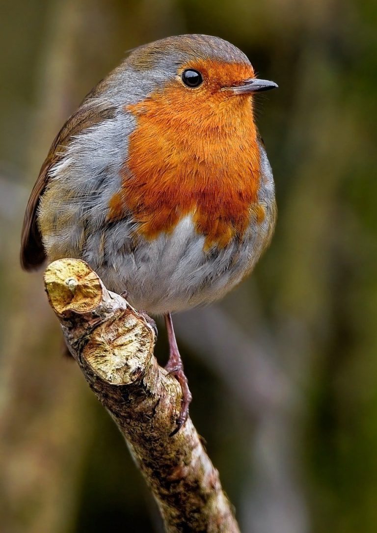 robin redbreast, robin, bird-8185698.jpg