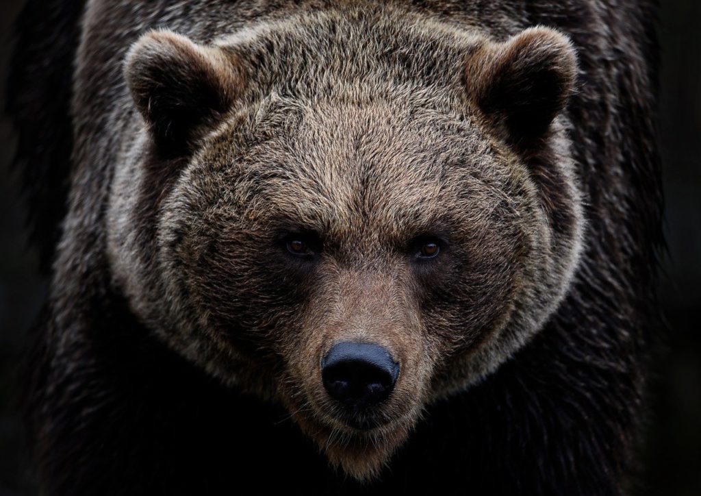 brown bear, grizzly bear, bear-7591629.jpg