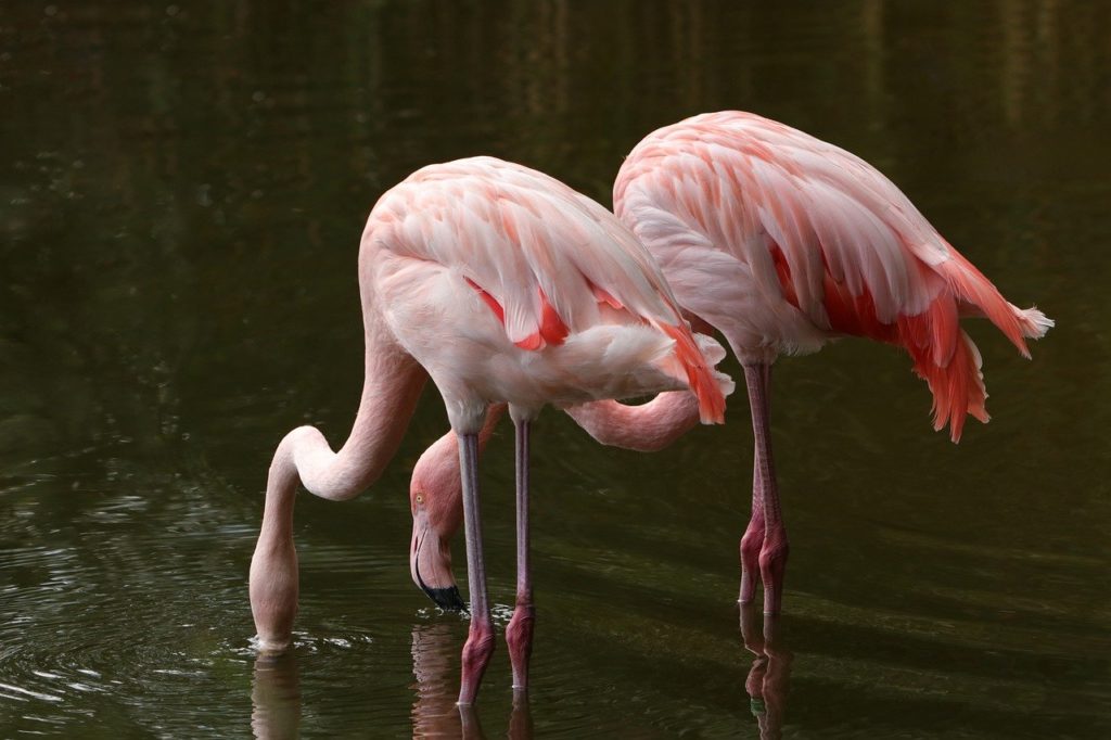 flamingos, birds, river-8233303.jpg