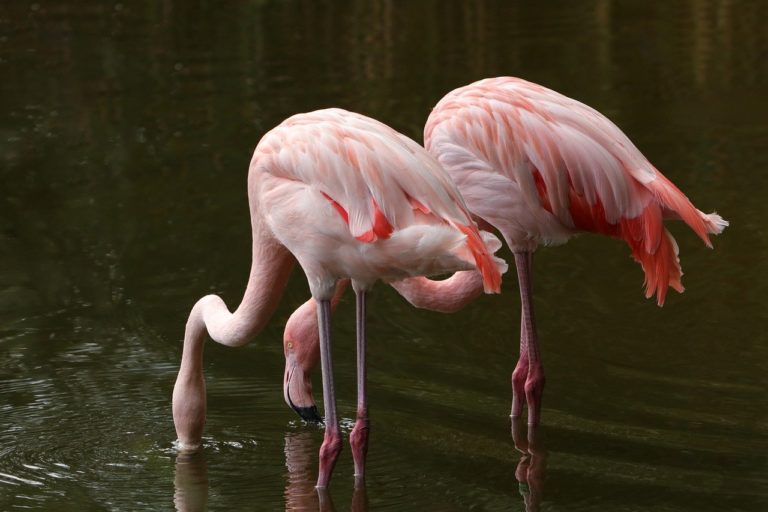 flamingos, birds, river-8233303.jpg