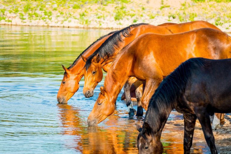 horse pasture, horses, summer-5356187.jpg