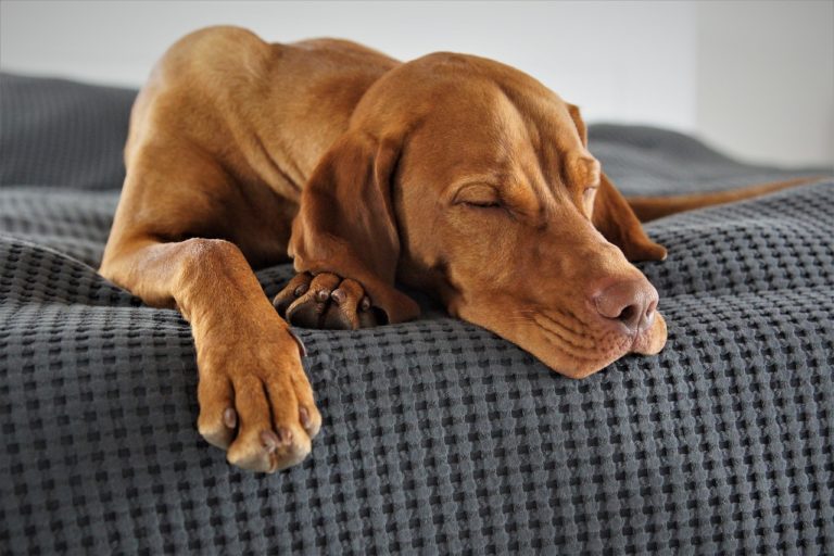 domestic animal, dog, vizsla-5173354.jpg