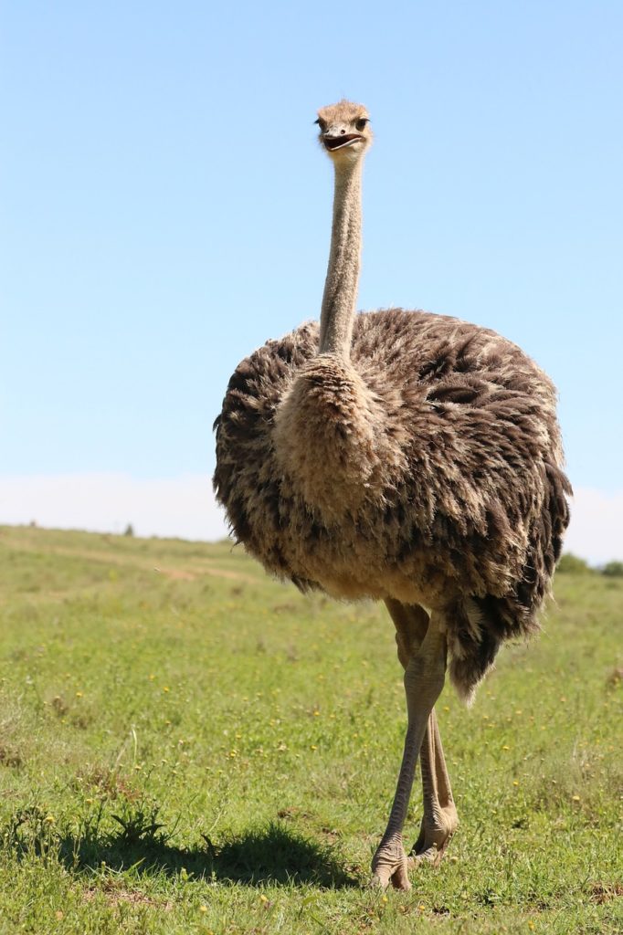 ostrich, africa, bird-4032399.jpg