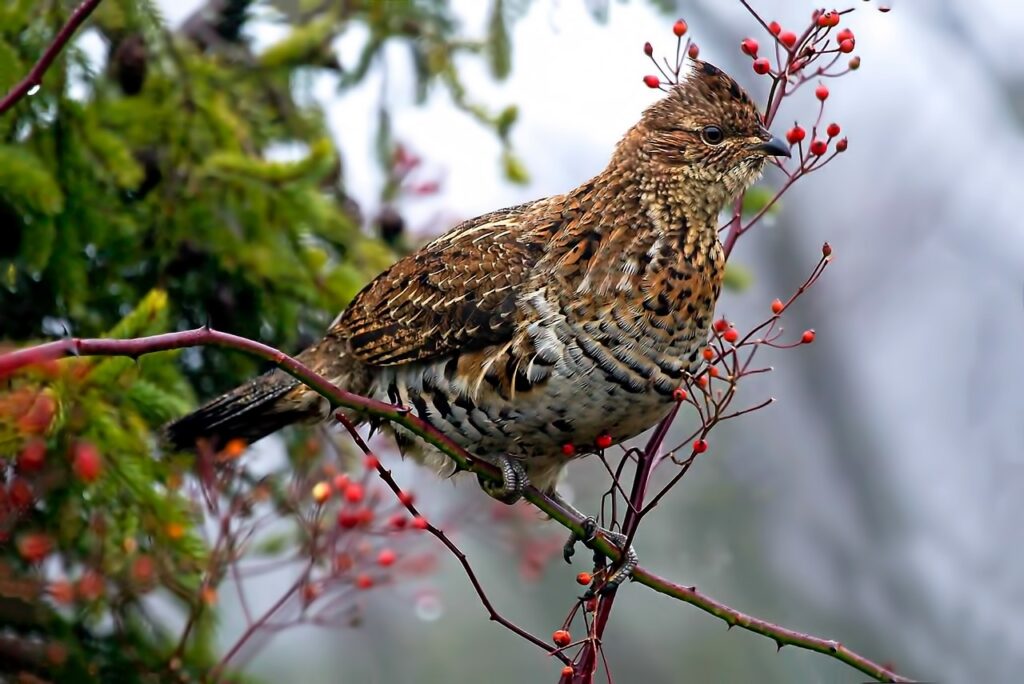 bird, ruffed grouse, beak