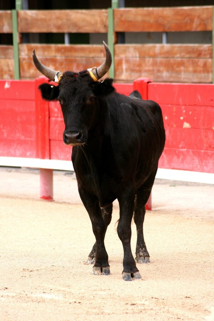 bulls, lou pantai, bull