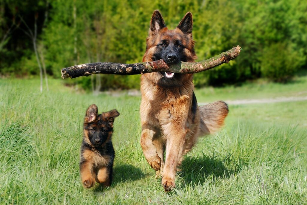 shepherd dog, dog, domestic animal, nature, animal, dog puppy, baby dog, young and old, old german shepherd dog, pet, puppy, dog, dog, dog, dog, dog, puppy