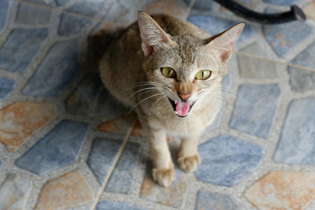 High angle view of a domestic cat hissing while sitting on a tiled floor indoors.