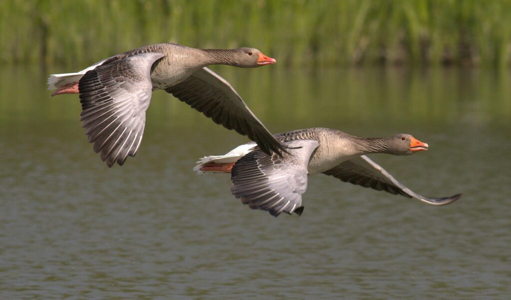 Two greylag geese fly gracefully above a peaceful lake, showcasing their natural beauty.