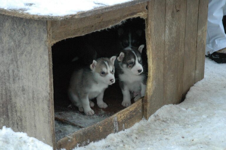 dog, kennel, kennels, meadow, enclosure, outdoor, cute, doghouse, canine, pet, husky, puppy