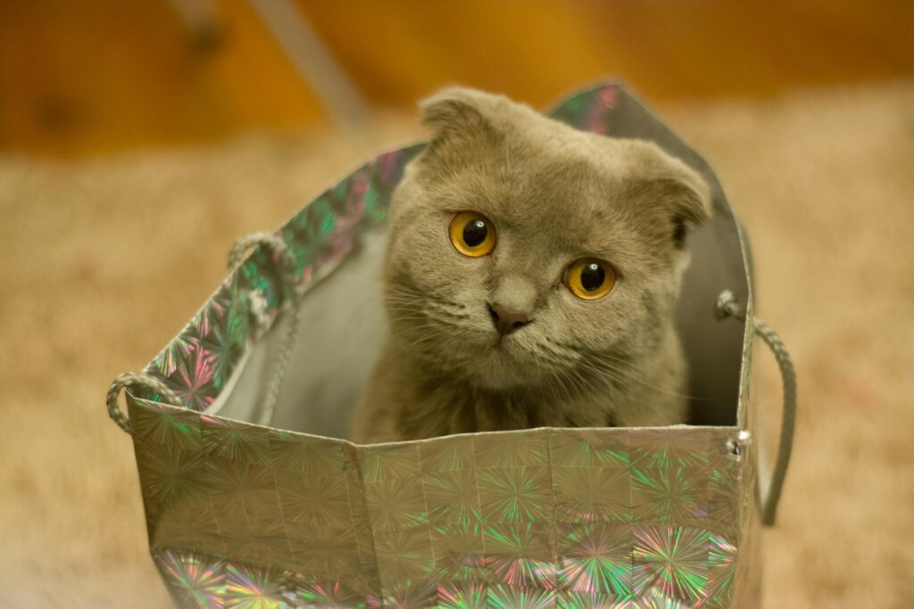 Charming Scottish Fold cat peeking out from a shiny gift bag on a cozy carpet.
