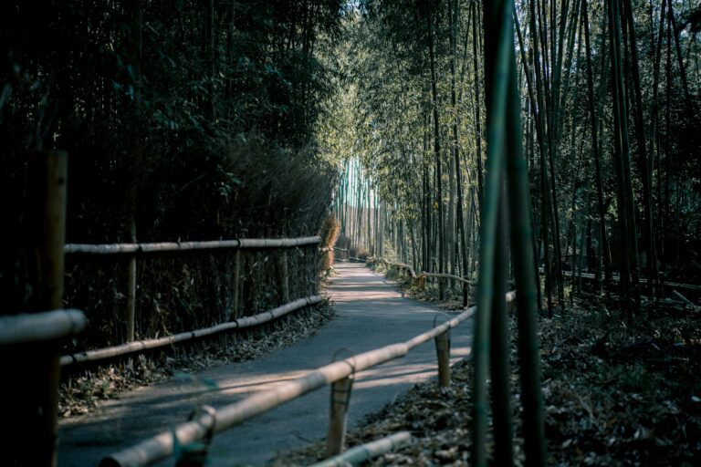 Serene bamboo pathway in Kyoto's Arashiyama, surrounded by lush nature and tranquil light.