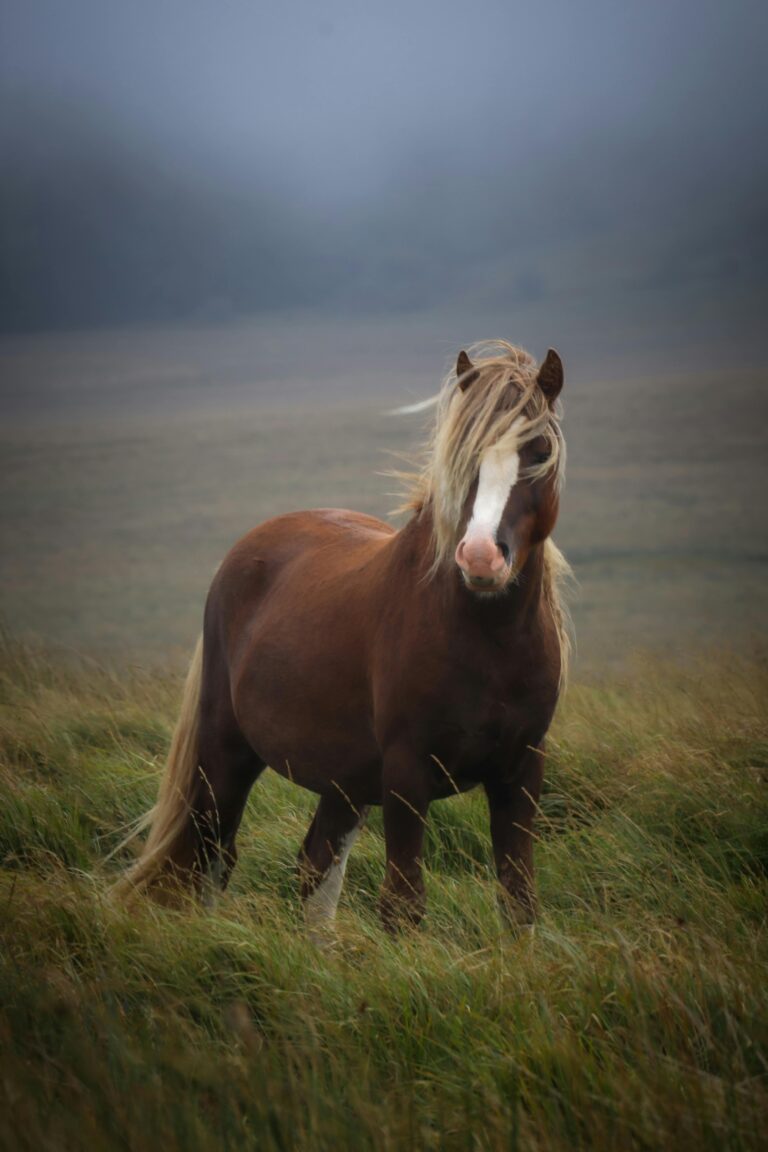A serene Welsh pony mesmerizes in a misty pasture, embodying the essence of wildlife.