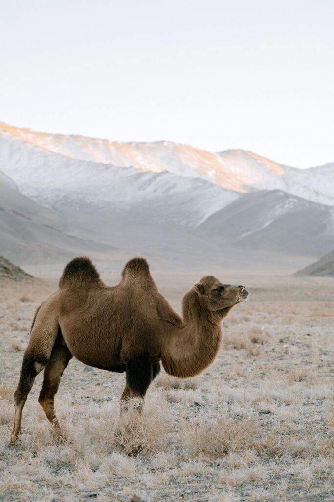 A Bactrian camel stands in a vast snowy Mongolian landscape with mountains in the background.