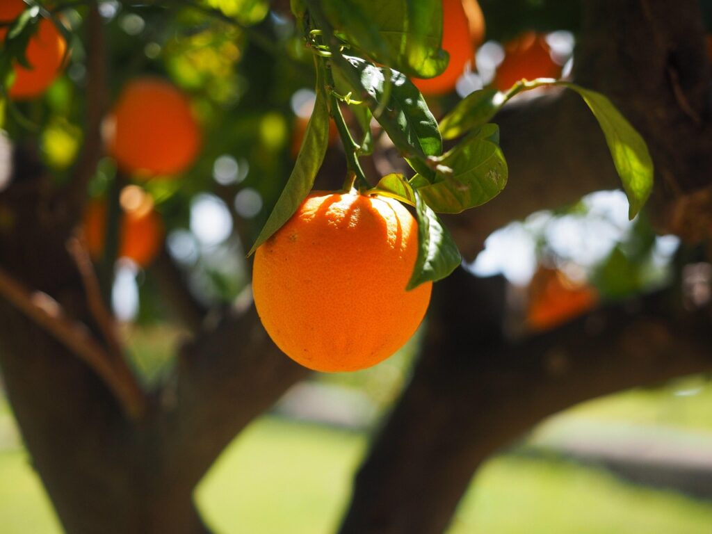 orange, fruit, tree, orange tree, orange fruit, fresh, fresh fruit, harvest, organic, produce, fresh produce, orchard, orange orchard, citrus fruit, nature, citrus, rutaceae, citrus tree, vitamin c, fresh orange, orange grove, ripe, ripe orange, fruit tree