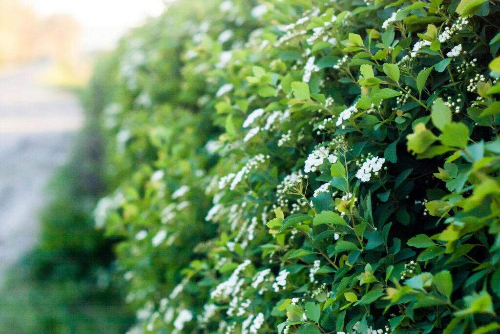Close-up of a lush green hedge in spring season, adorned with delicate white flowers.