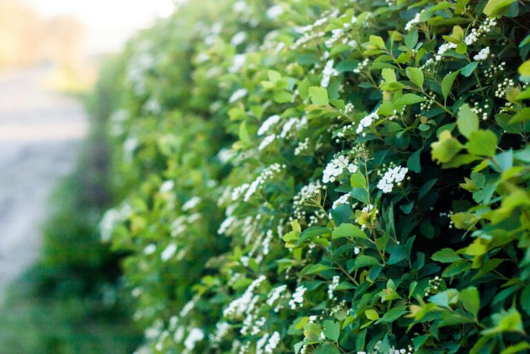 Close-up of a lush green hedge in spring season, adorned with delicate white flowers.