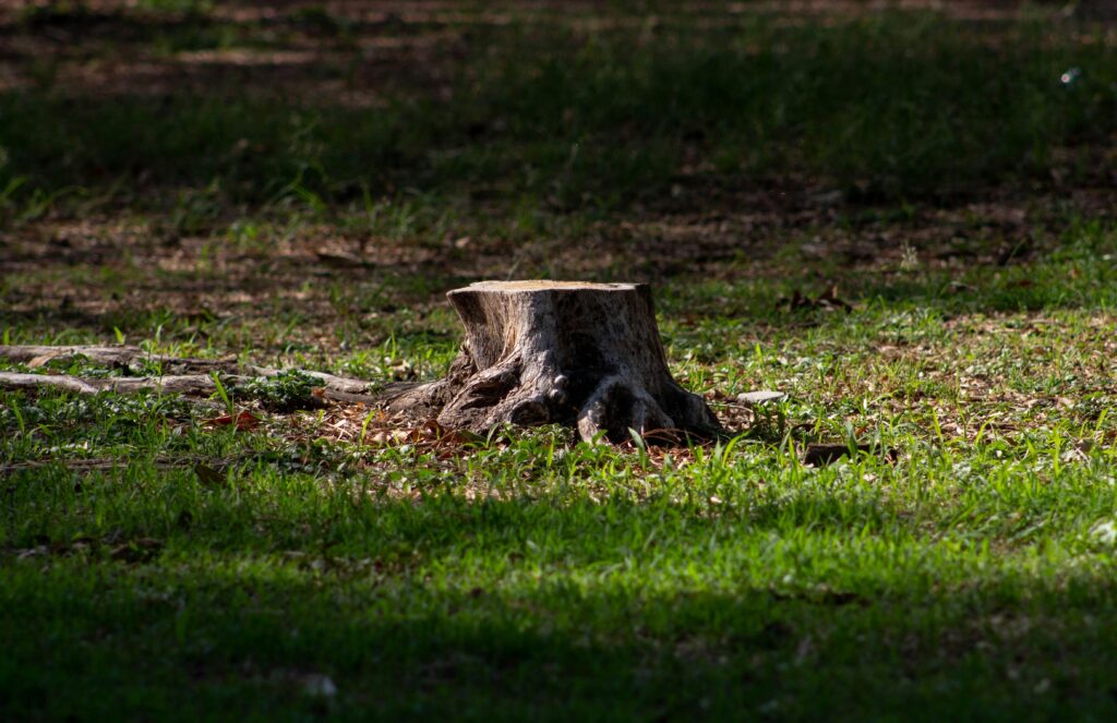A tree stump sits on a grassy lawn under sunlight, highlighting nature's resilience.