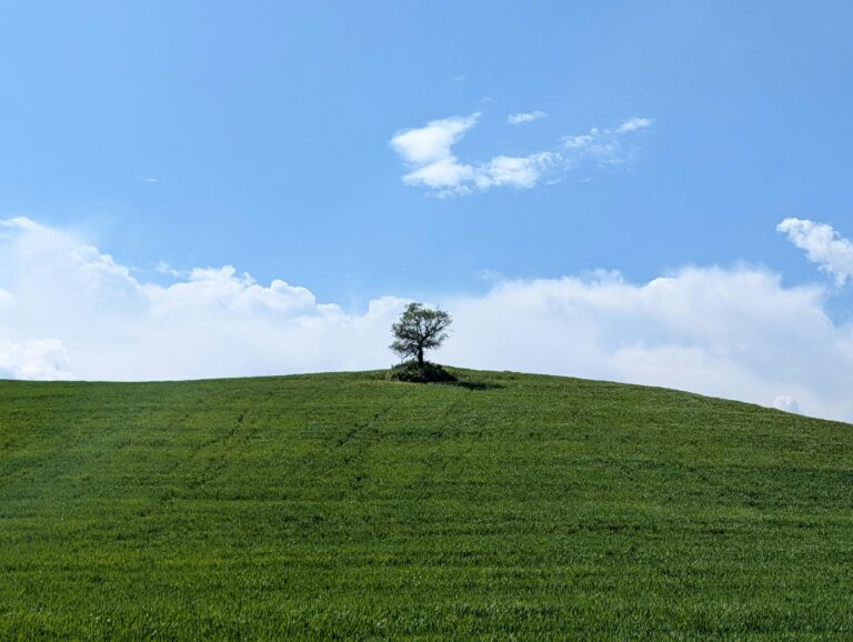 Serene landscape of a solitary tree on a grassy hilltop against a clear blue sky.