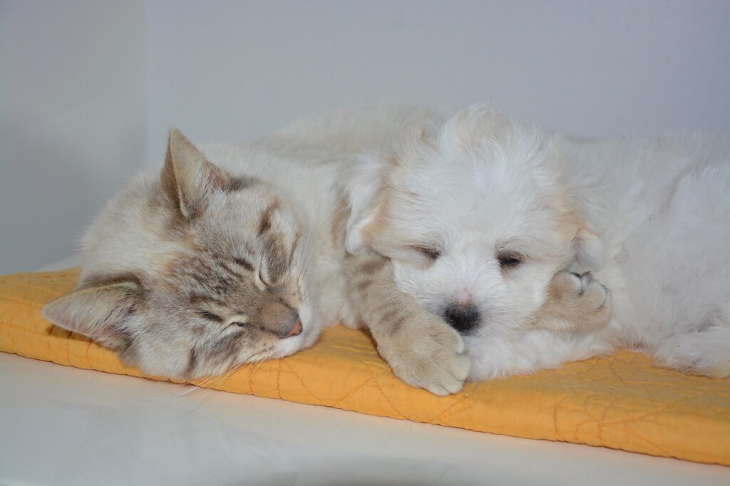 cat, pet, animal, dog, nap
