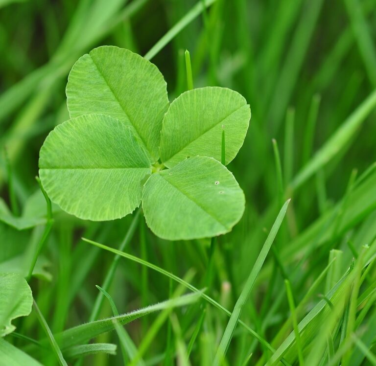 four leaf clover, happiness, lucky clover, clover, lucky charm, shamrocks, clover, clover, clover, clover, clover