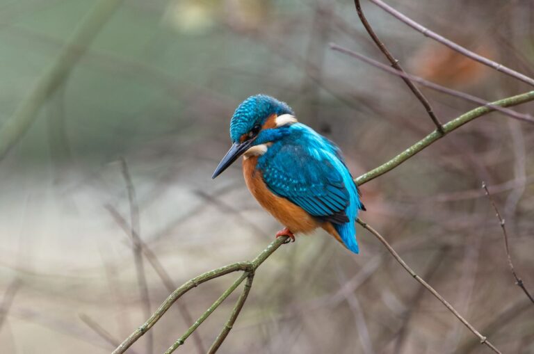 A stunning kingfisher with vivid colors perched on a branch in the wild, showcasing nature's beauty.